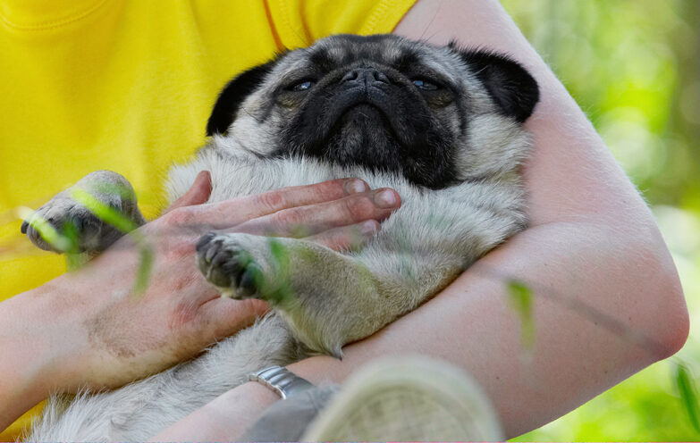 Bruno, Dog, Dogs, Loui, Pug, Pugs