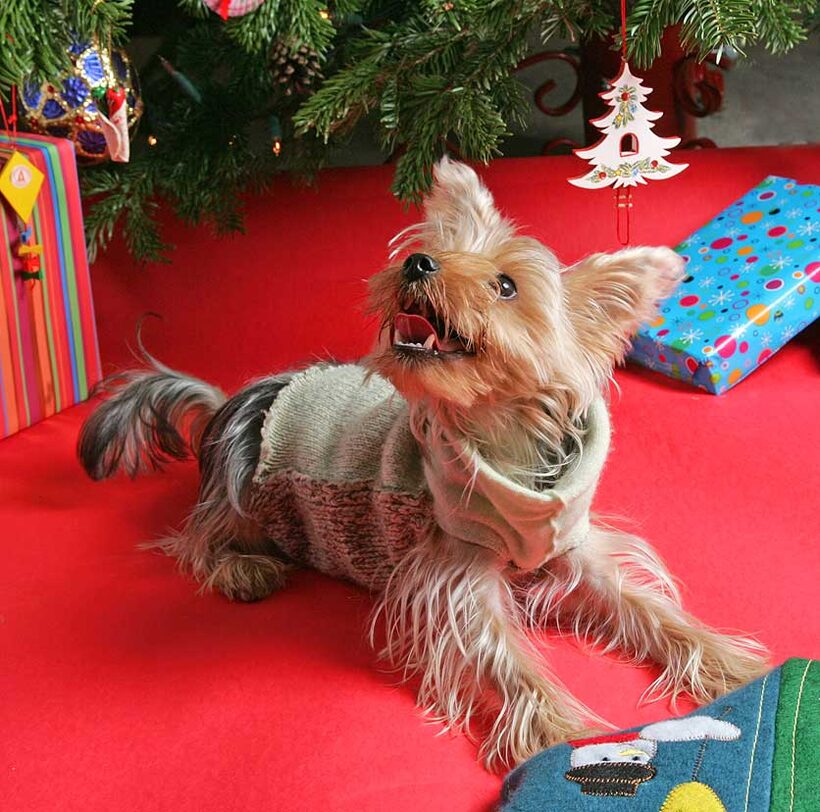 Layla at Christmas