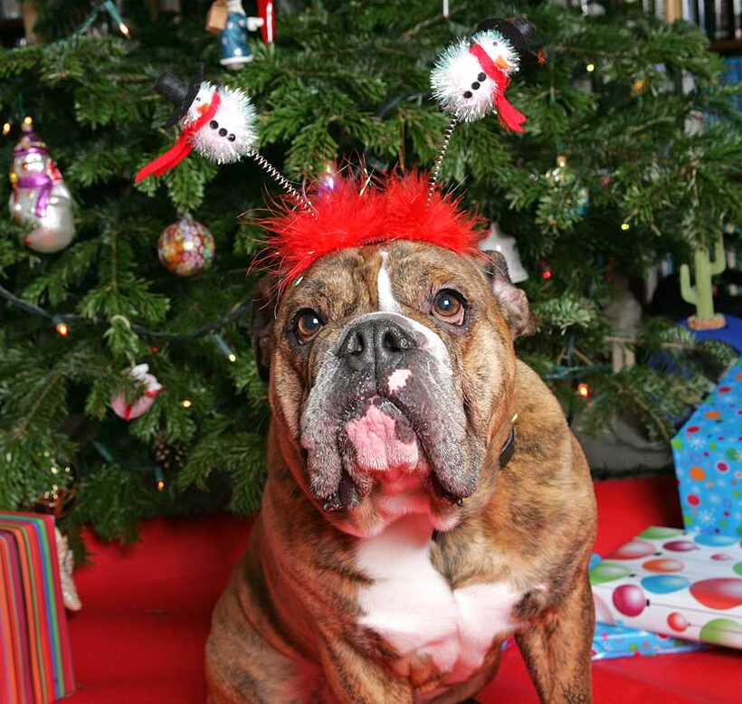 Frank at Christmas