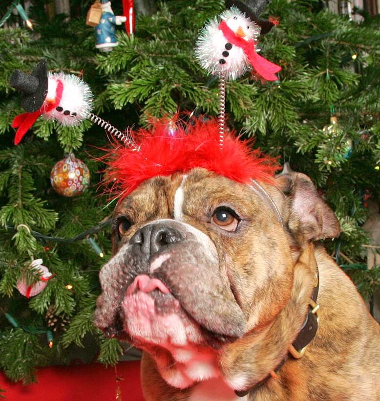 Frank at Christmas