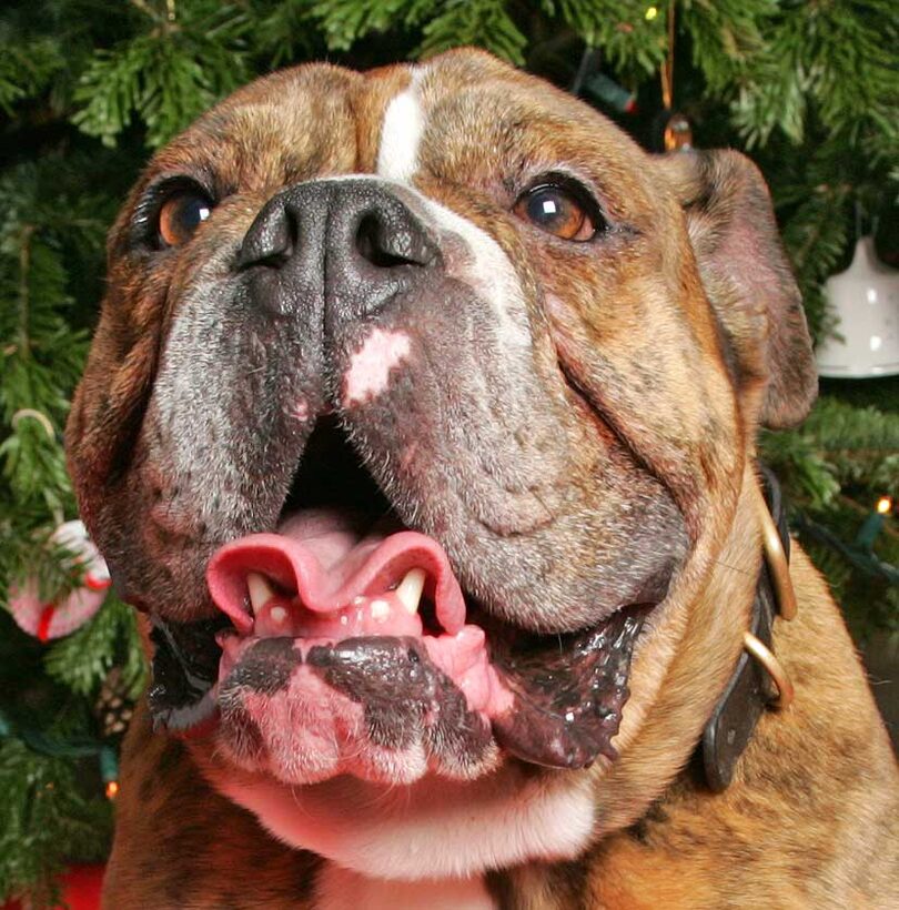 Frank at Christmas