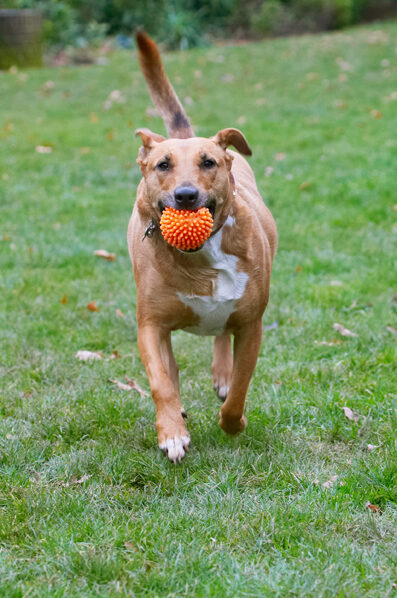 Christmas, Dog, Dogs, English Bull Terrier, Play, Playing, Playtime, Ruby, Run, Running, Staffordshire, Terriers