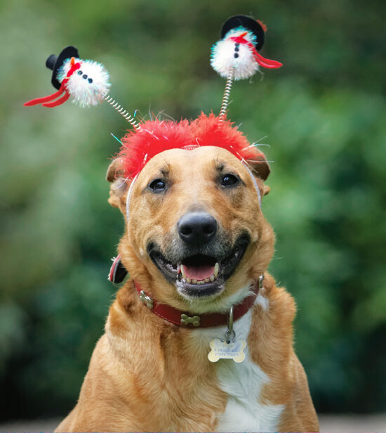 Christmas, Dog, Dogs, English Bull Terrier, Play, Playing, Playtime, Ruby, Run, Running, Sitting, Staffordshire, Terriers