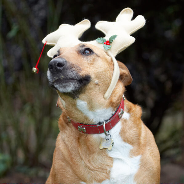 Christmas, Dog, Dogs, English Bull Terrier, Play, Playing, Playtime, Reindeer, Ruby, Run, Running, Staffordshire, Terriers