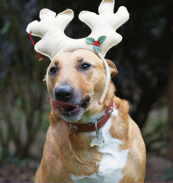 Christmas, Dog, Dogs, English Bull Terrier, Play, Playing, Playtime, Reindeer, Ruby, Run, Running, Staffordshire, Terriers, Tongue