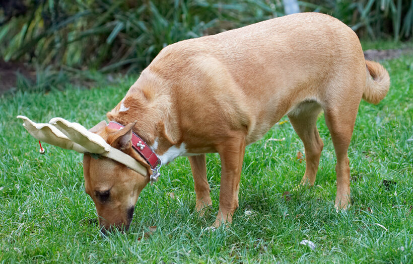 Christmas, Dog, Dogs, English Bull Terrier, Play, Playing, Playtime, Reindeer, Ruby, Run, Running, Staffordshire, Terriers