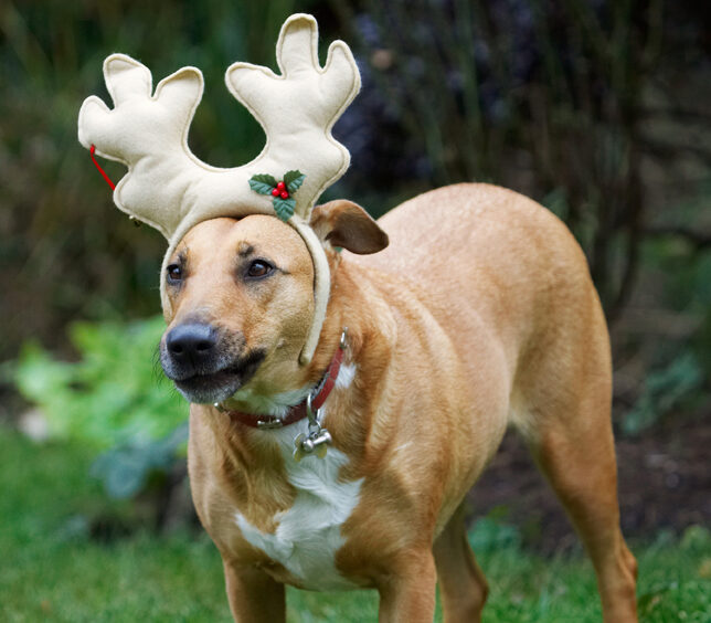 Christmas, Dog, Dogs, English Bull Terrier, Play, Playing, Playtime, Reindeer, Ruby, Run, Running, Staffordshire, Terriers