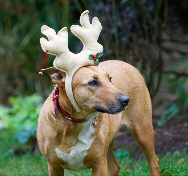 Christmas, Dog, Dogs, English Bull Terrier, Play, Playing, Playtime, Reindeer, Ruby, Run, Running, Staffordshire, Terriers