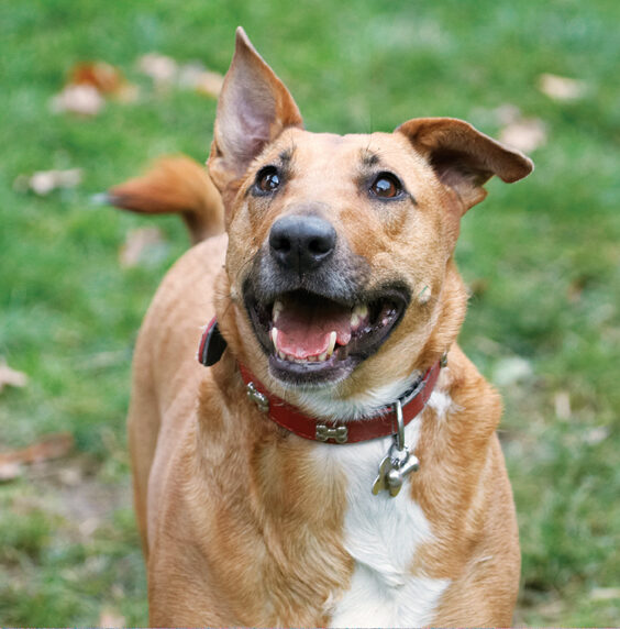Christmas, Dog, Dogs, English Bull Terrier, Play, Playing, Playtime, Ruby, Run, Running, Smile, Staffordshire, Terriers
