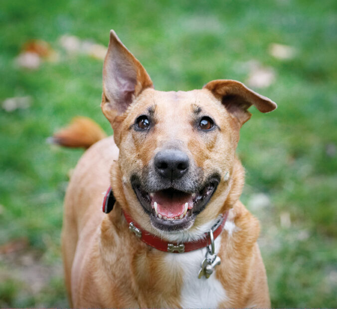 Christmas, Dog, Dogs, English Bull Terrier, Play, Playing, Playtime, Ruby, Run, Running, Smile, Staffordshire, Terriers