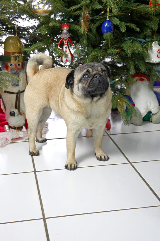 Franny at Christmas
