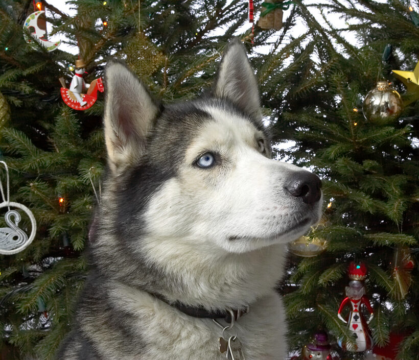 Lupus at Christmas