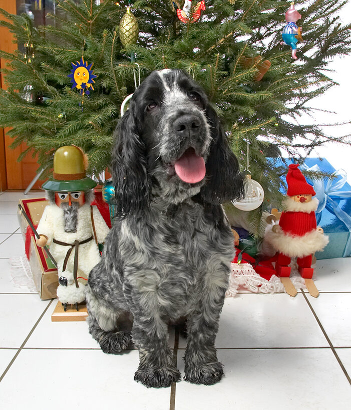 Leo at Christmas