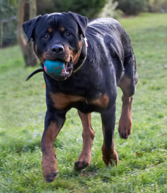 Ball, Dog, Dogs, Play, Playing, Playtime, Rottweiler, Rottweilers, Rufus, Run, Running, Smithy