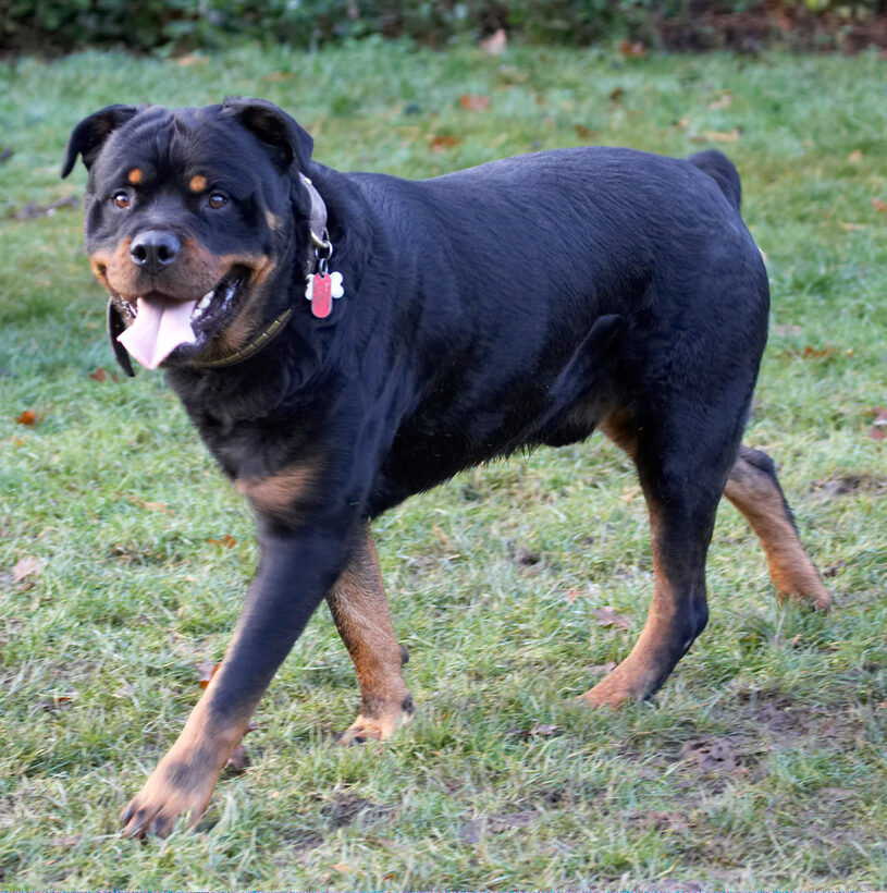 Dog, Dogs, Play, Playing, Playtime, Rottweiler, Rottweilers, Rufus, Run, Running, Smithy, Tongue