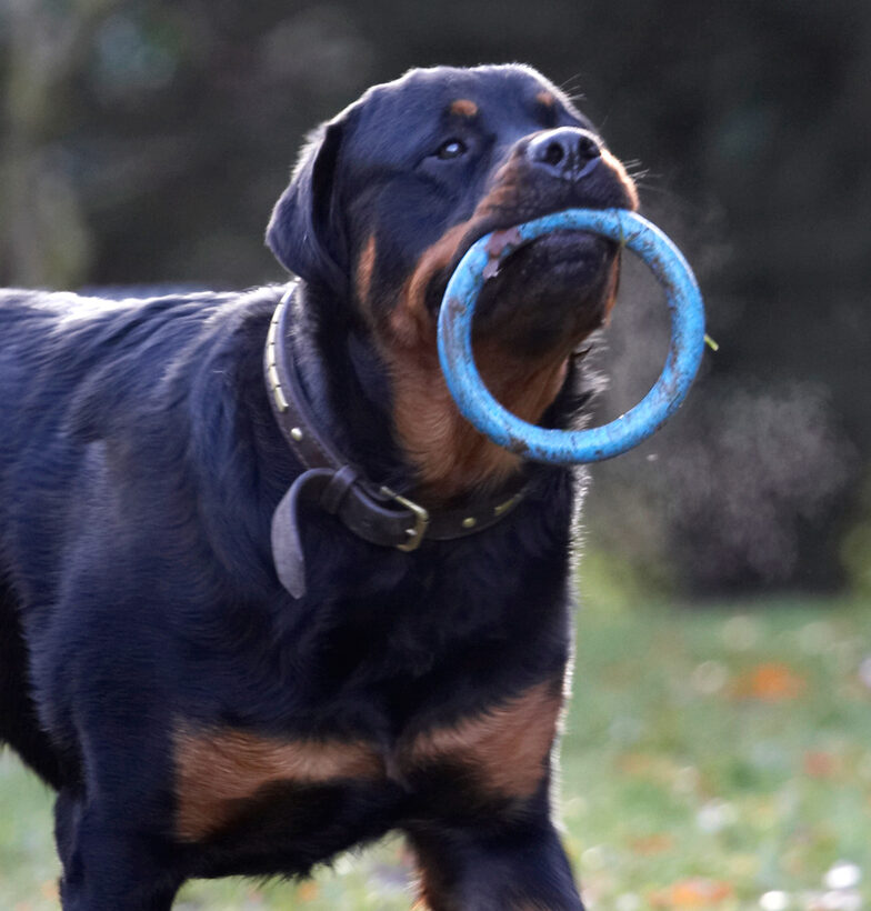 Dog, Dogs, Play, Playing, Playtime, Rottweiler, Rottweilers, Rufus, Run, Running, Smithy