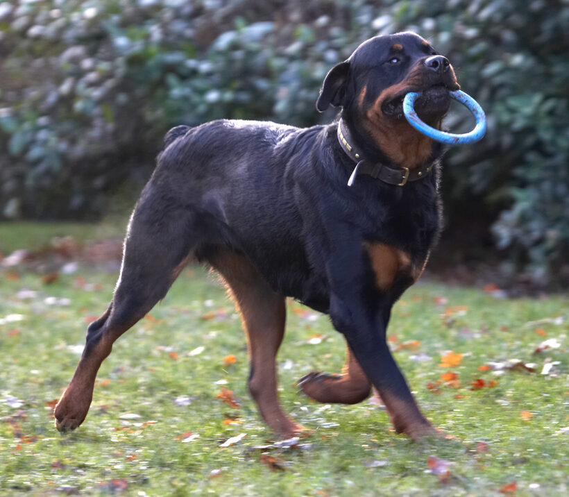 Dog, Dogs, Play, Playing, Playtime, Rottweiler, Rottweilers, Rufus, Run, Running, Smithy