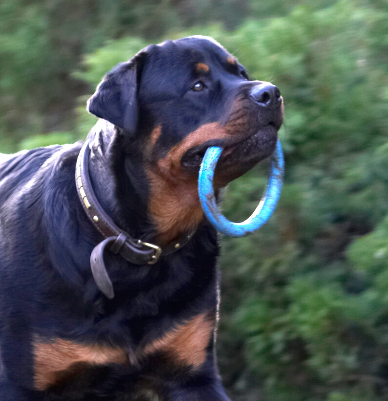 Dog, Dogs, Play, Playing, Playtime, Rottweiler, Rottweilers, Rufus, Run, Running, Smithy