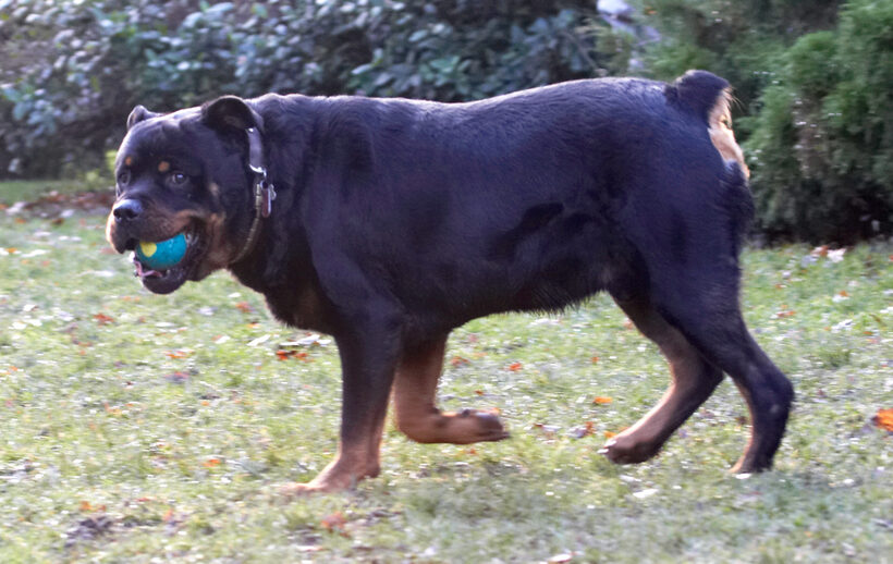 Ball, Dog, Dogs, Play, Playing, Playtime, Rottweiler, Rottweilers, Rufus, Run, Running, Smithy