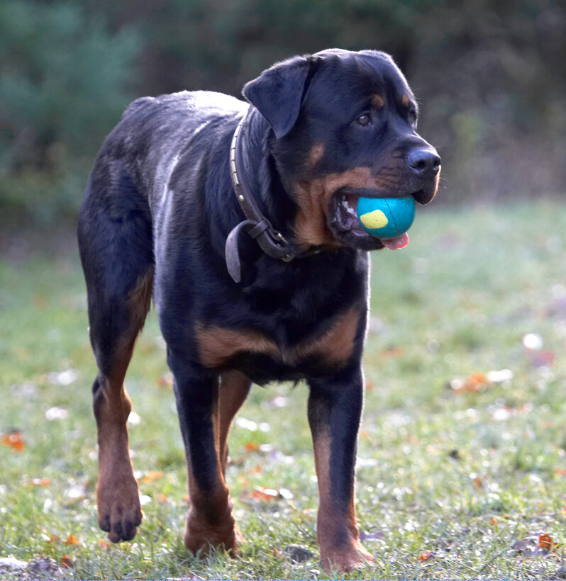 Ball, Dog, Dogs, Play, Playing, Playtime, Rottweiler, Rottweilers, Rufus, Run, Running, Smithy