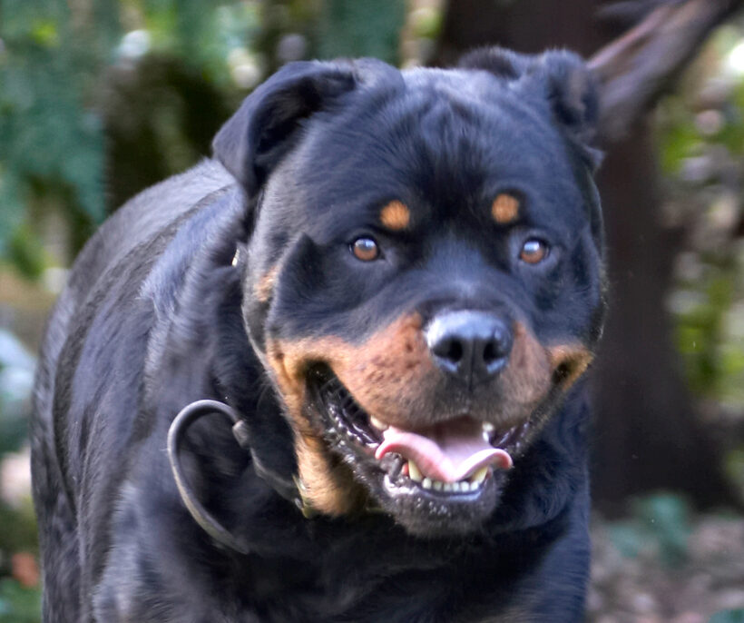 Dog, Dogs, Play, Playing, Playtime, Rottweiler, Rottweilers, Rufus, Run, Running, Smithy, Tongue