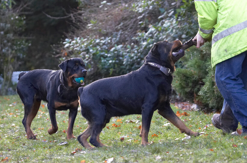 Dog, Dogs, Play, Playing, Playtime, Rottweiler, Rottweilers, Rufus, Run, Running, Smithy, Stick, Tug-o-war