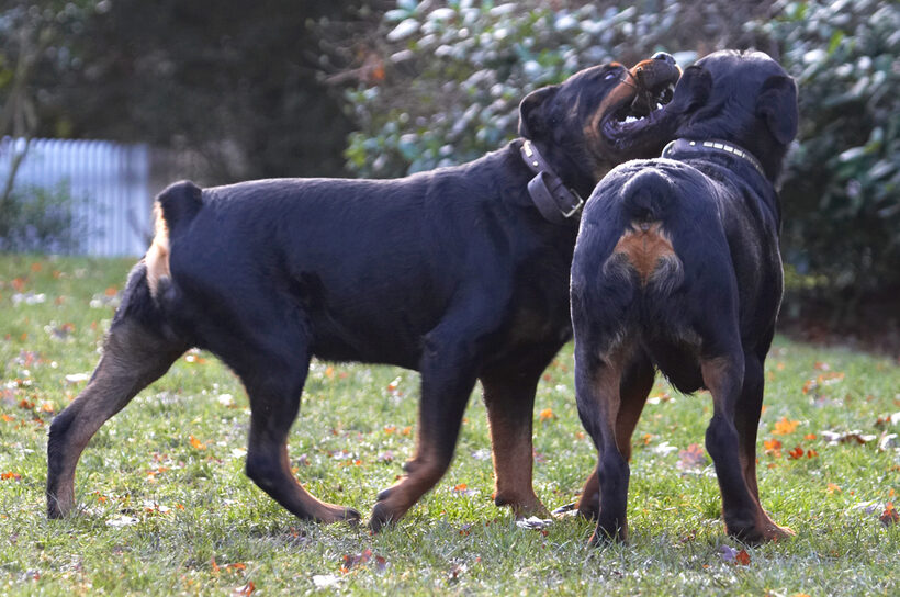 Dog, Dogs, Play, Playing, Playtime, Rottweiler, Rottweilers, Rufus, Run, Running, Smithy, Stick, Tug-o-war