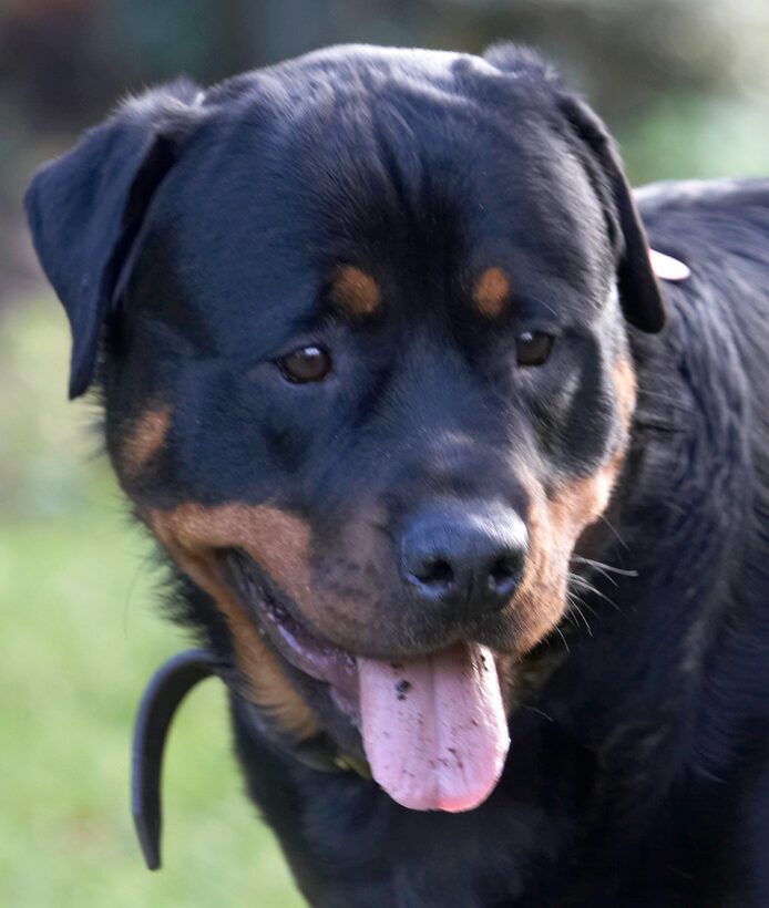 Dog, Dogs, Play, Playing, Playtime, Rottweiler, Rottweilers, Rufus, Run, Running, Smithy, Tongue