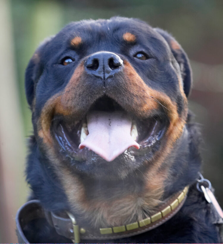 Dog, Dogs, Laugh, Play, Playing, Playtime, Rottweiler, Rottweilers, Rufus, Run, Running, Smile, Smithy, Tongue