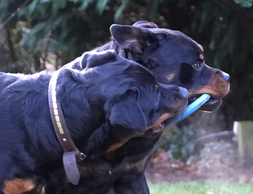 Dog, Dogs, Play, Playing, Playtime, Rottweiler, Rottweilers, Rufus, Run, Running, Smithy, Tug-o-war