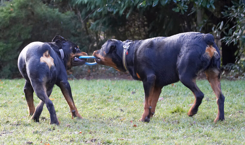Dog, Dogs, Play, Playing, Playtime, Rottweiler, Rottweilers, Rufus, Run, Running, Smithy, Tog-o-war