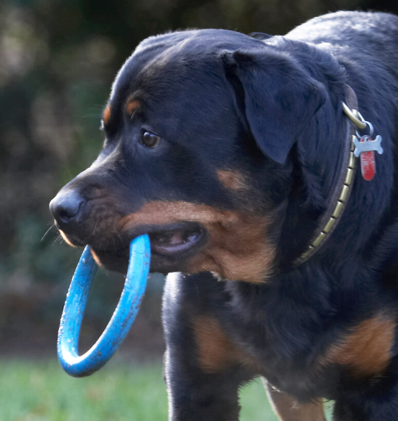 Dog, Dogs, Play, Playing, Playtime, Rottweiler, Rottweilers, Rufus, Run, Running, Smithy