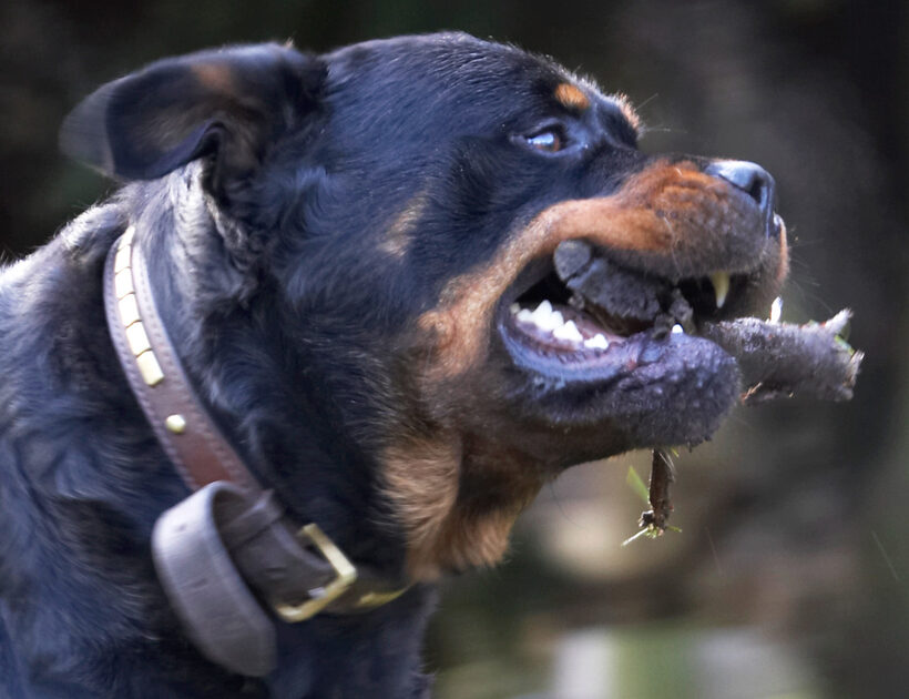 Dog, Dogs, Play, Playing, Playtime, Rottweiler, Rottweilers, Rufus, Run, Running, Smithy, Stick