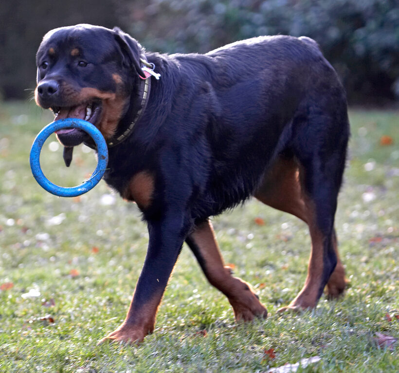 Dog, Dogs, Play, Playing, Playtime, Rottweiler, Rottweilers, Rufus, Run, Running, Smithy