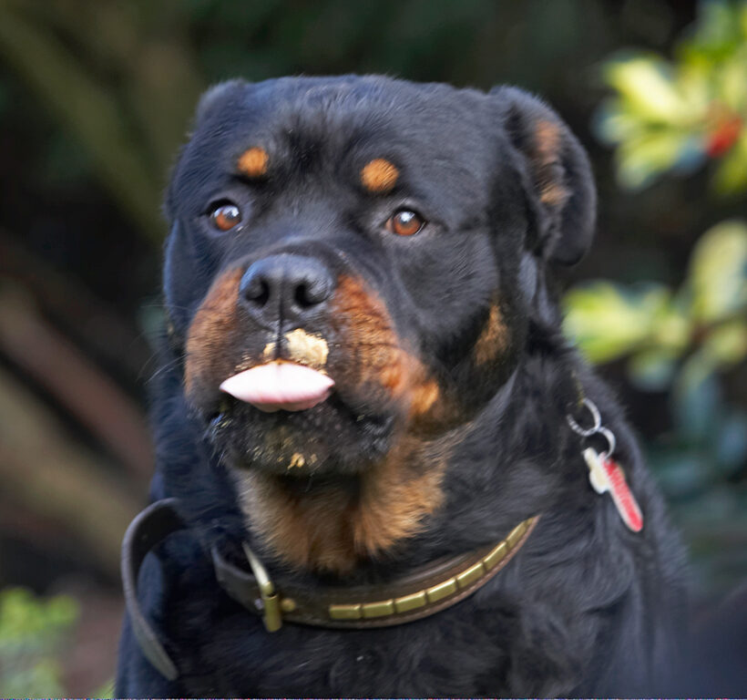 Dog, Dogs, Peanut Butter, Play, Playing, Playtime, Rottweiler, Rottweilers, Rufus, Run, Running, Smithy, Tongue