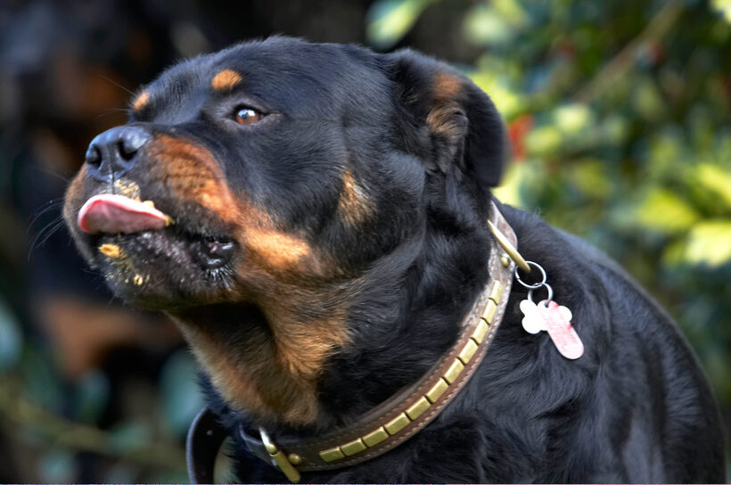 Dog, Dogs, Peanut Butter, Play, Playing, Playtime, Rottweiler, Rottweilers, Rufus, Smithy, Tongue