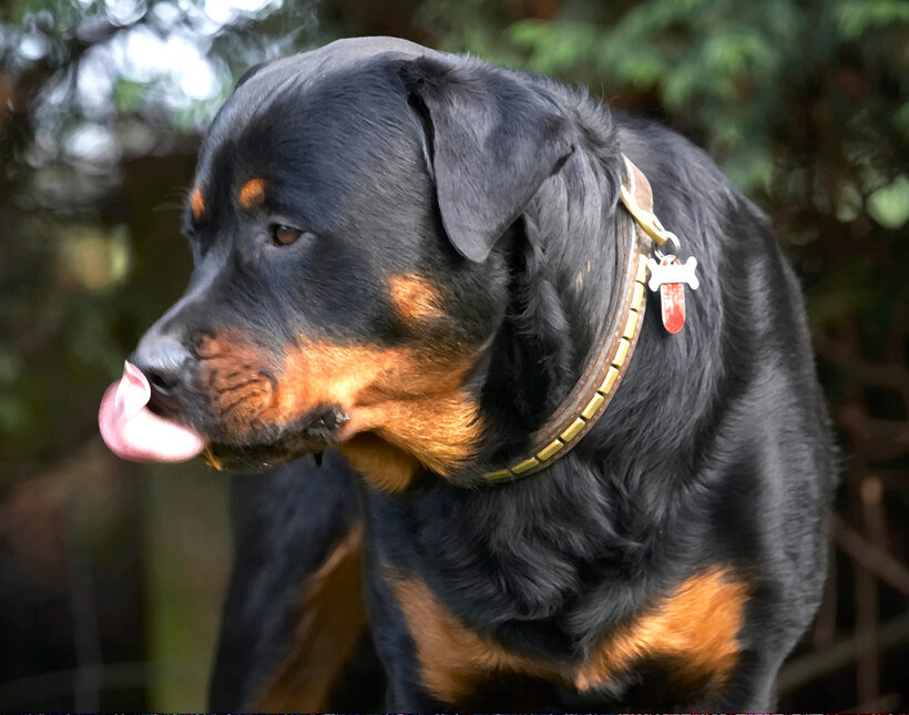 Dog, Dogs, Peanut Butter, Play, Playing, Playtime, Rottweiler, Rottweilers, Rufus, Smithy, Tongue