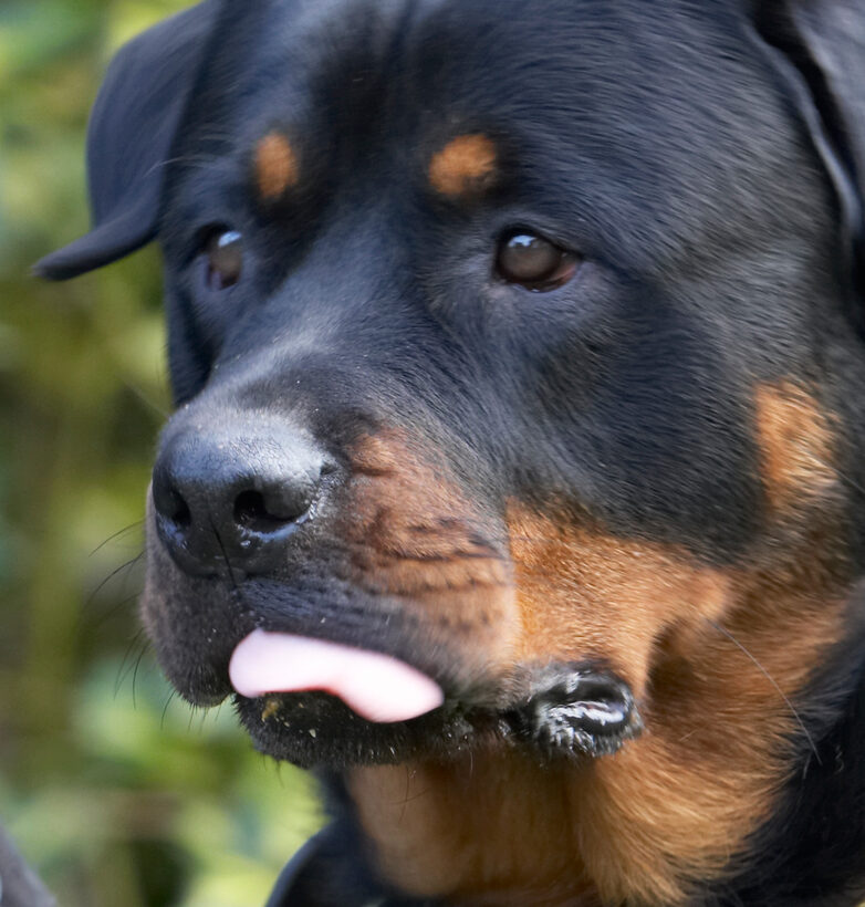 Dog, Dogs, Play, Playing, Playtime, Rottweiler, Rottweilers, Rufus, Run, Running, Smithy, Tongue