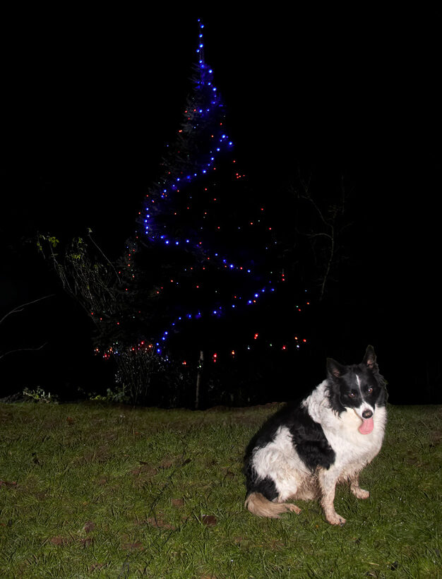 Border Collie, Christmas, Collies, Dog, Dogs, Jack, Tongue, Tree