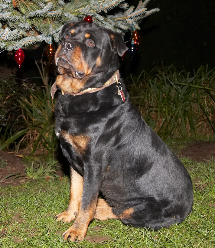 Christmas, Dog, Dogs, Play, Playing, Playtime, Rottweiler, Rottweilers, Rufus, Sit, Sitting, Smithy