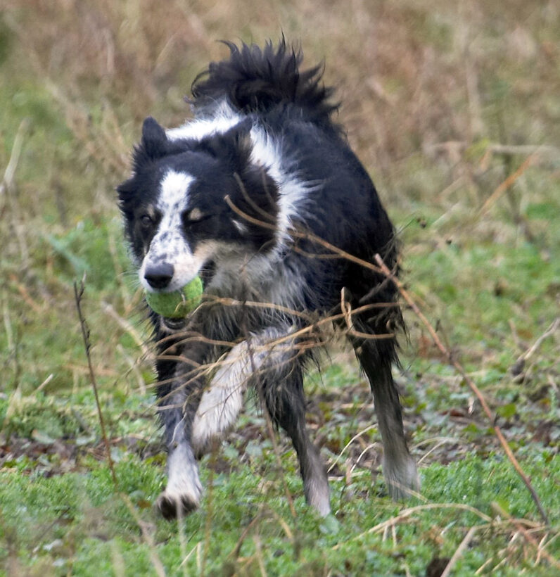 Ball, Border Collie, Collies, Dog, Dogs, Play, Run, Running, Stinky, Woodland