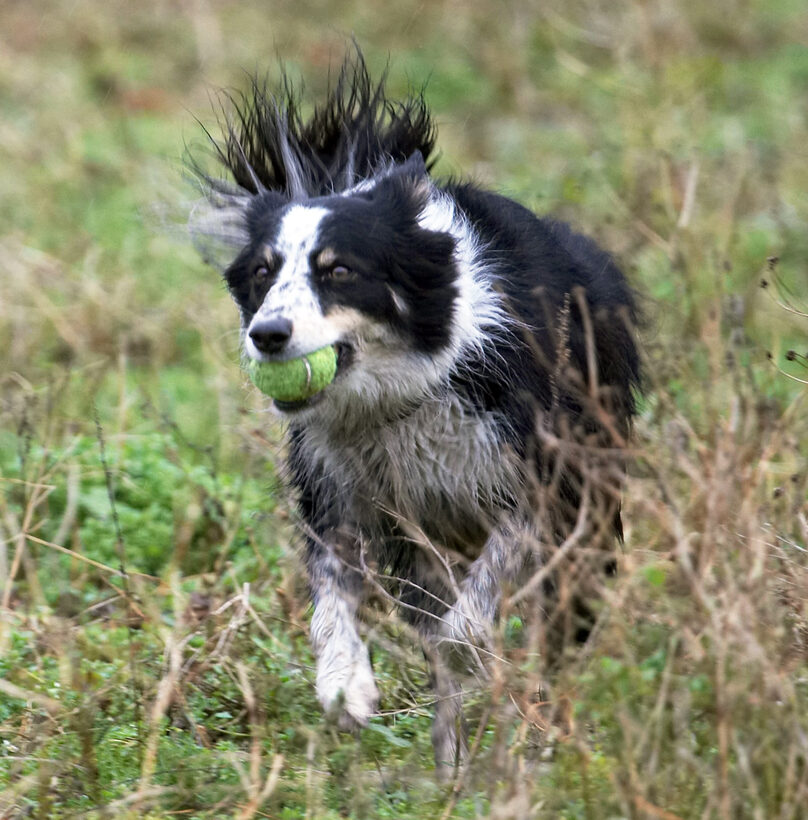 Ball, Border Collie, Collies, Dog, Dogs, Play, Run, Running, Stinky, Woodland