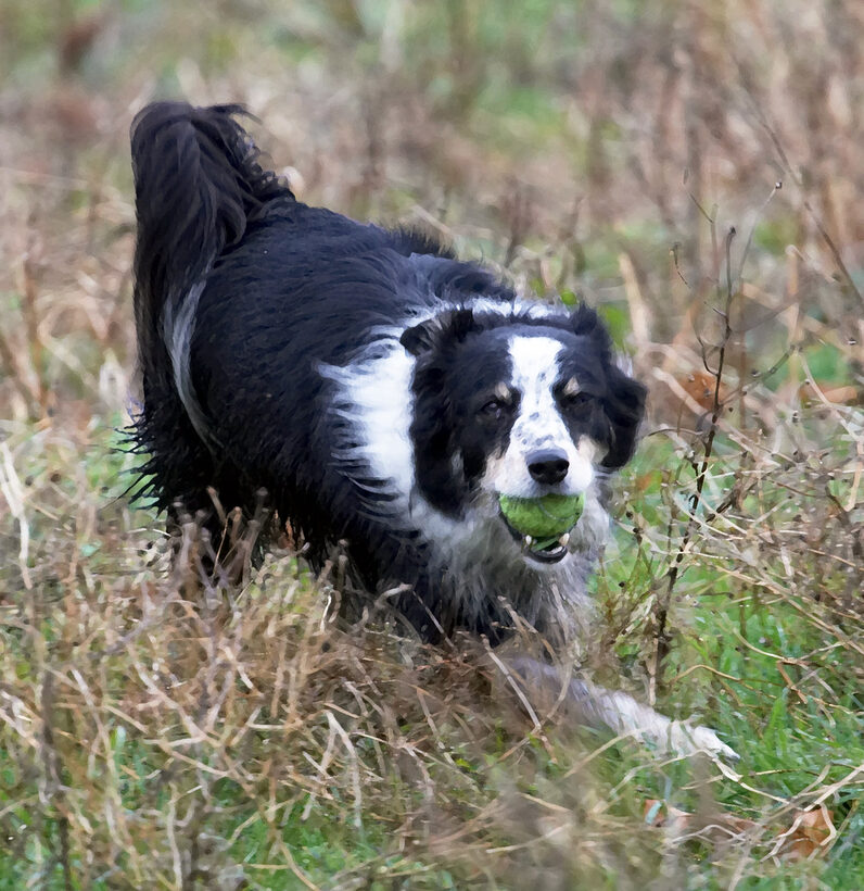 Ball, Border Collie, Collies, Dog, Dogs, Play, Run, Running, Stinky, Woodland