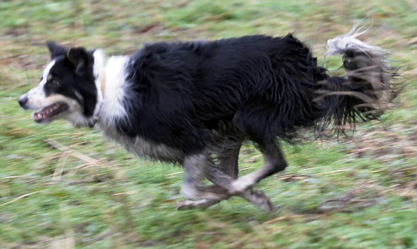 Ball, Border Collie, Collies, Dog, Dogs, Gallop, Play, Run, Running, Stinky, Woodland