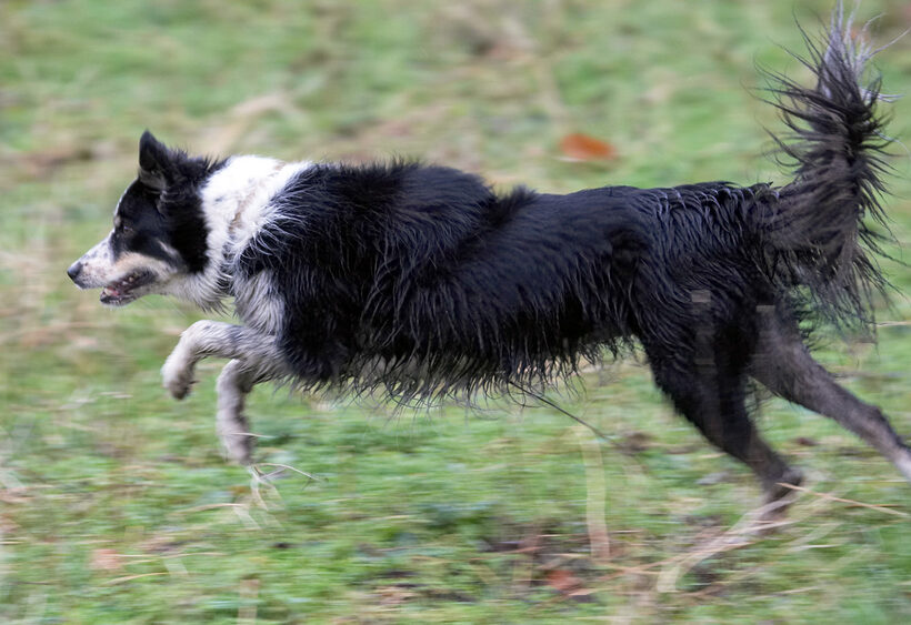 Ball, Border Collie, Collies, Dog, Dogs, Leap, Play, Run, Running, Stinky, Woodland