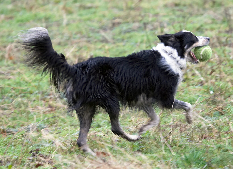 Ball, Border Collie, Collies, Dog, Dogs, Play, Stinky, Woodland