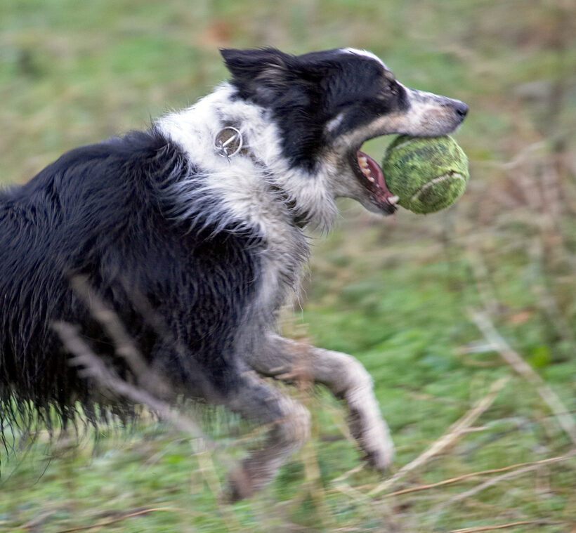 Ball, Border Collie, Collies, Dog, Dogs, Play, Stinky, Woodland