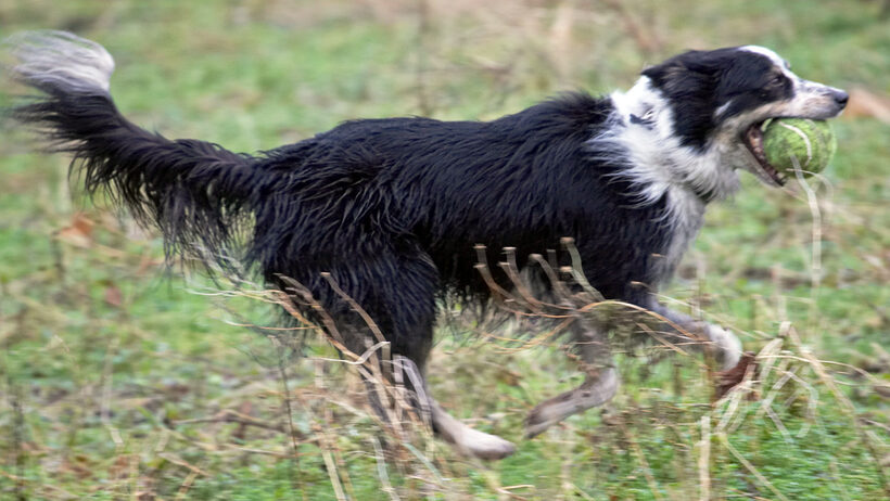 Ball, Border Collie, Collies, Dog, Dogs, Play, Run, Running, Stinky, Woodland