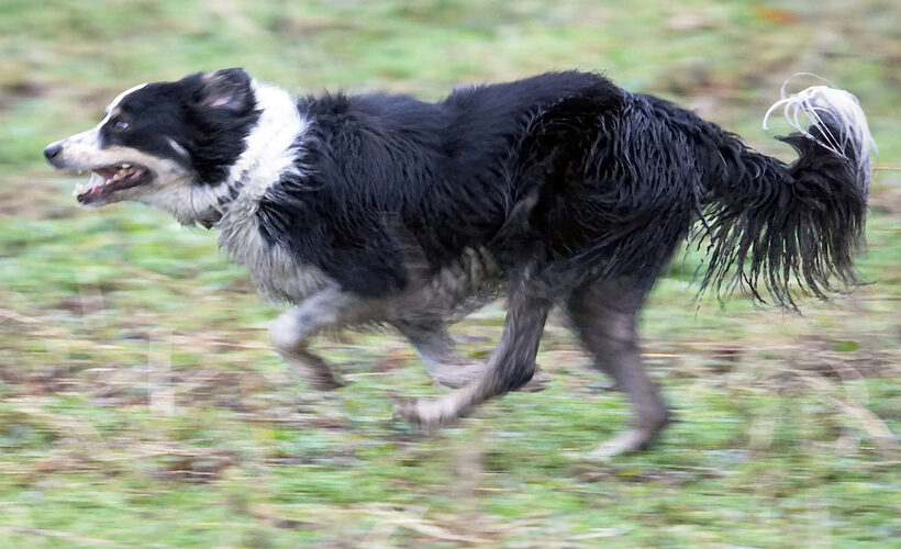 Ball, Border Collie, Collies, Dog, Dogs, Play, Run, Running, Stinky, Woodland