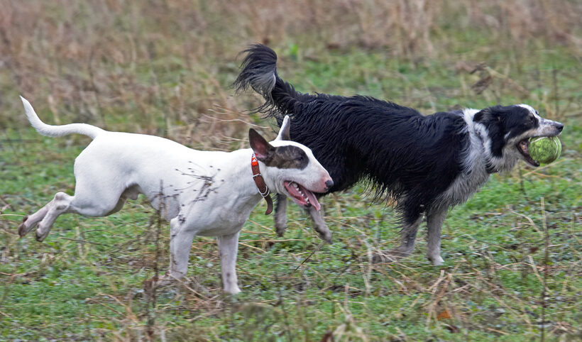 Ball, Border Collie, Chase, Collies, Dog, Dogs, English Bull Terrier, Mana, Play, Running, Stinky, Terriers, Tongue, Woodland